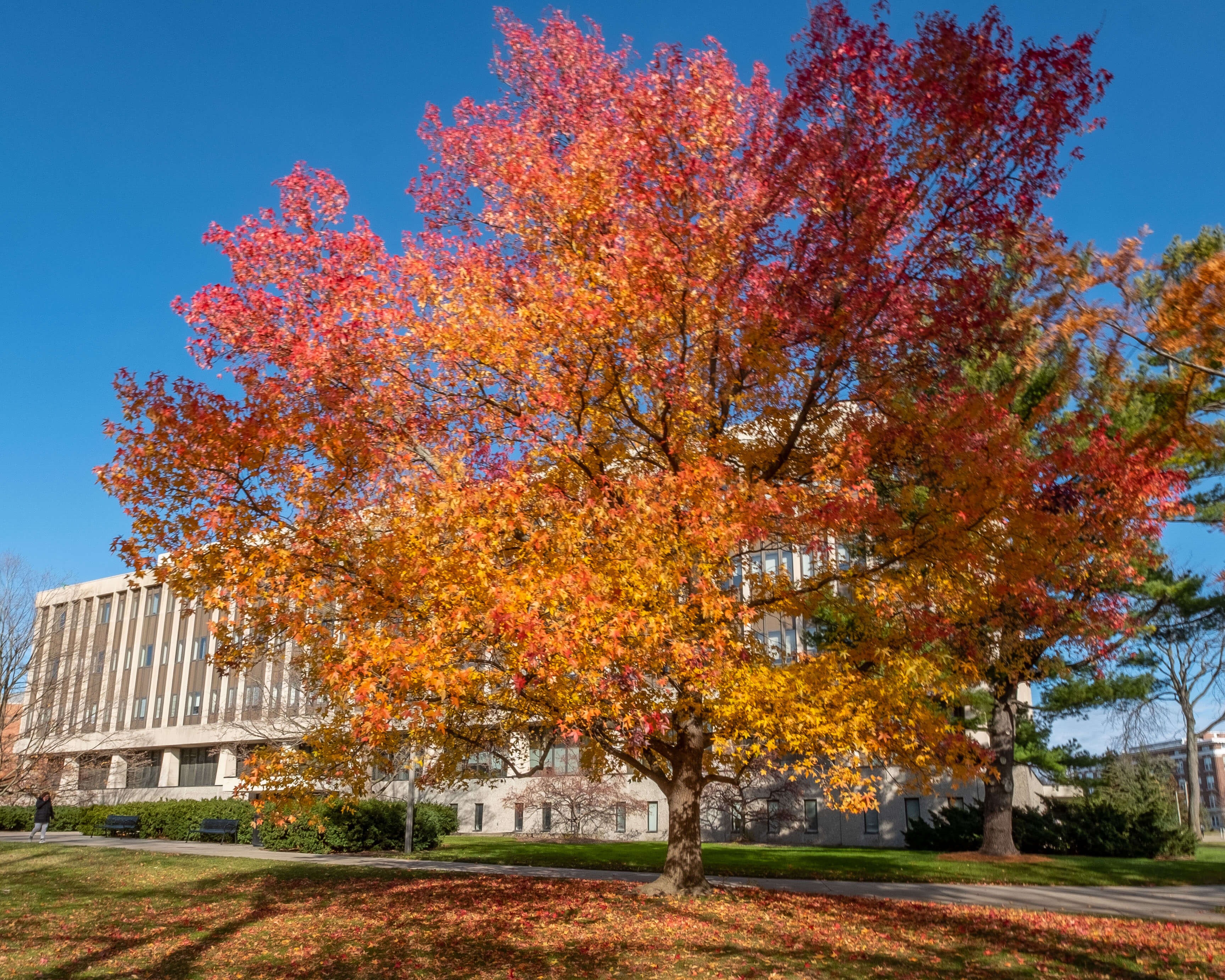 image of colorful tree in front of hannah admin building in fall