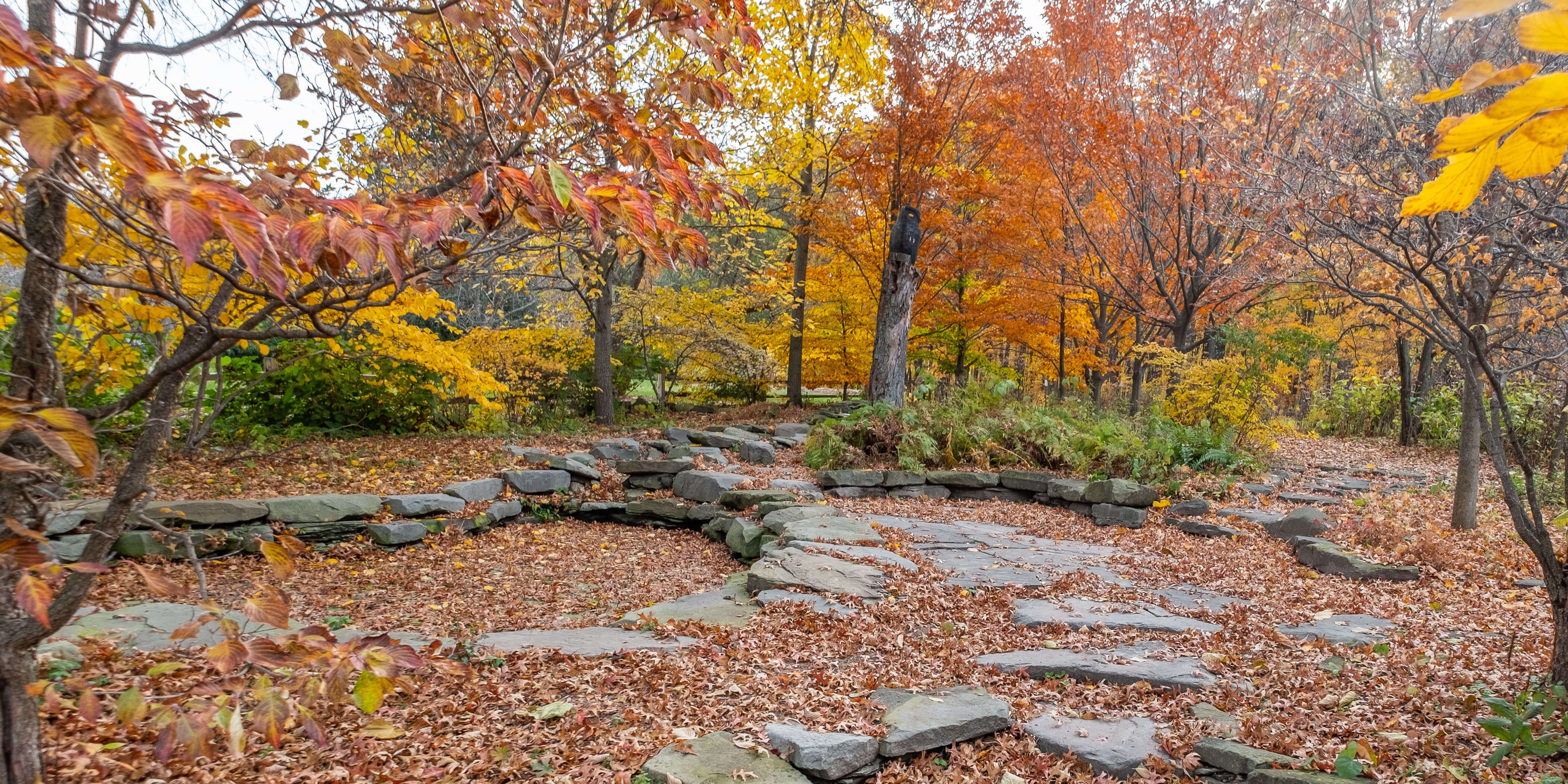 image of colorful fall trees with leaves on rocks